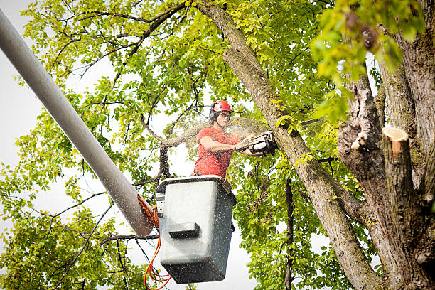 How Our Tree Care Process Works  in  Upper Pohatcong, NJ